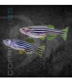 Danio Cebrita 2.5-3cm | Danio rerio
