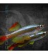 Neón Chino 2.5-3 cm | Tanichthys albonubes
