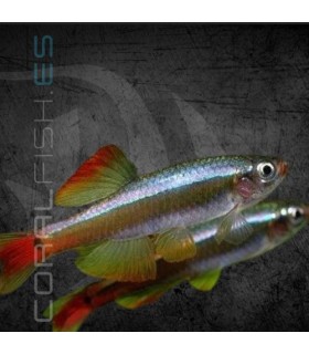 Neón Chino 2.5-3 cm | Tanichthys albonubes