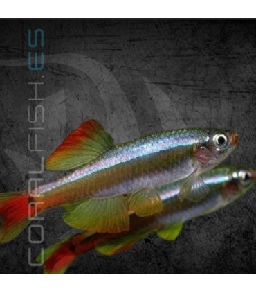 Neón Chino 2.5-3 cm | Tanichthys albonubes