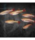 Neón Chino Oro 1.5-2 cm | Tanichtys albonubes