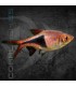 Rasbora Arlequín 2.5-3 cm | Trigonostigma heteromorpha