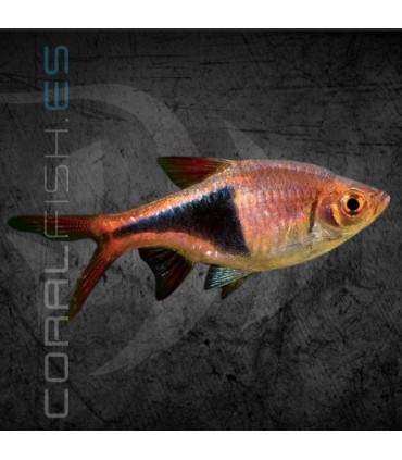 Rasbora Arlequín 2.5-3 cm | Trigonostigma heteromorpha