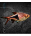 Rasbora Arlequín 2.5-3 cm | Trigonostigma heteromorpha