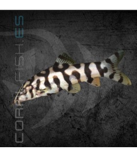 Botia lohachata 4 cm | Botia lohachata