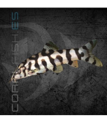 Botia lohachata 4 cm | Botia lohachata