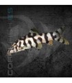 Botia lohachata 4 cm | Botia lohachata