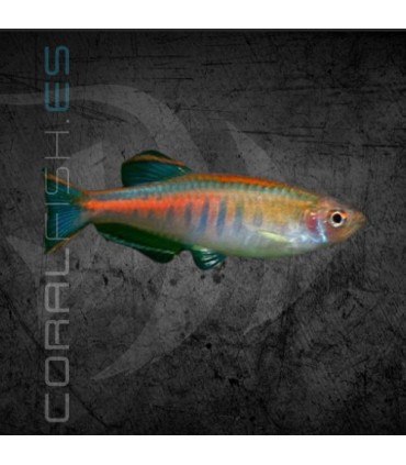 Cebrita Coprei M | Danio choprae