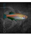 Cebrita Coprei M | Danio choprae