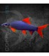 Labeo frenatus 5 cm | Epalzeorhynchos frenatum