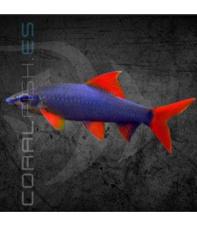 Labeo frenatus 5 cm | Epalzeorhynchos frenatum