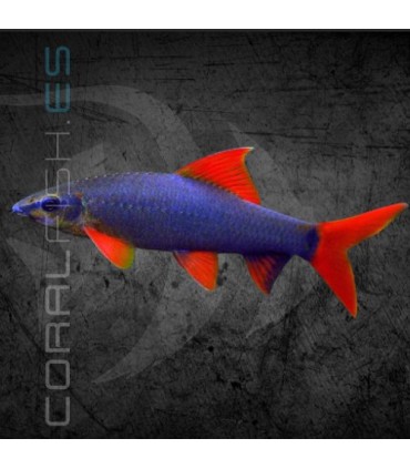 Labeo frenatus 5 cm | Epalzeorhynchos frenatum