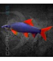 Labeo frenatus 5 cm | Epalzeorhynchos frenatum