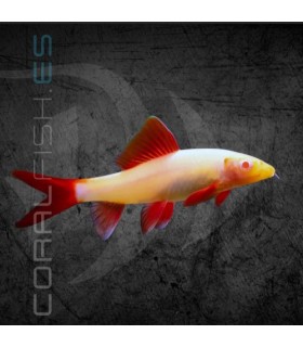 Labeo frenatus Albino 5 cm | Epalzeorhynchos frenatum