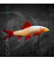 Labeo frenatus Albino 5 cm | Epalzeorhynchos frenatum