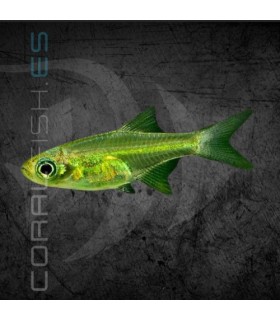 Rasbora Kubotai 1-2 cm | Rasbora kubotai