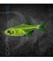 Rasbora Kubotai 1-2 cm | Rasbora kubotai