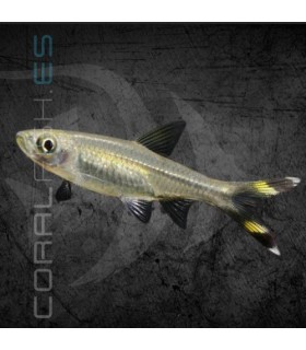 Tijerita 4-5 cm | Rasbora trilineata