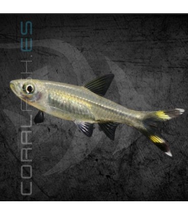 Tijerita 4-5 cm | Rasbora trilineata