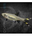 Tijerita 4-5 cm | Rasbora trilineata