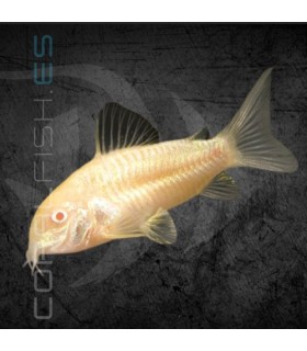Corydora Aeneus Albina 3-4 cm | Corydoras aeneus