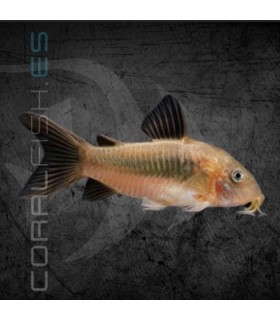 Corydora Bronce 3-4 cm | Corydoras aeneus