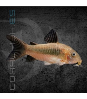 Corydora Bronce 3-4 cm | Corydoras aeneus