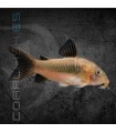 Corydora Bronce 3-4 cm | Corydoras aeneus