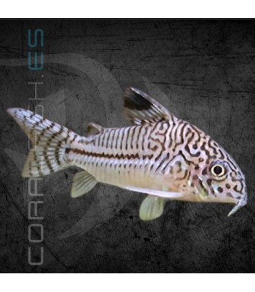 Corydora Leopardo 3cm | Corydoras julii