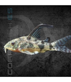 Corydora Pimienta 3-4 cm | Corydoras paleatus