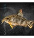 Corydora de Sterba 2.5 - 3 cm | Corydoras sterbai