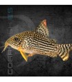 Corydora de Sterba 2.5 - 3 cm | Corydoras sterbai