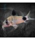 Corydora Panda 2.5-3 cm | Corydoras panda