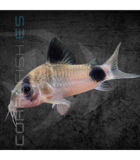 Corydora Panda 2.5-3 cm | Corydoras panda