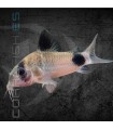 Corydora Panda 2.5-3 cm | Corydoras panda