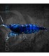 Gamba Azul Diamante | Neocaridina heteropoda