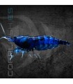 Gamba Azul Diamante | Neocaridina heteropoda