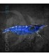 Gamba Azul Velvet | Neocaridina heteropoda