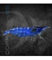 Gamba Azul Velvet | Neocaridina heteropoda