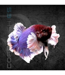 Betta Macho Plakat Dumbo 5-6 cm | Betta splendens