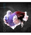 Betta Macho Plakat Dumbo 5-6 cm | Betta splendens
