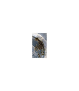 Gammarus oceanicus Vivos