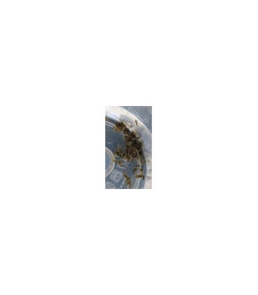 Gammarus oceanicus Vivos