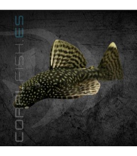 Ancistrus Negro 3-4cm | Ancistrus sp.