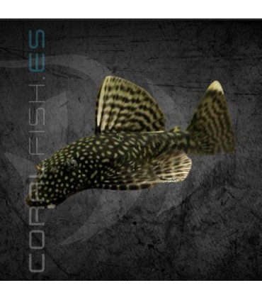 Ancistrus Negro 3-4cm | Ancistrus sp.