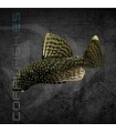 Ancistrus Negro 3-4cm | Ancistrus sp.