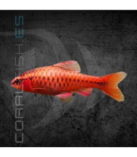 Barbo Cereza 3-3.5 cm | Puntius titteya