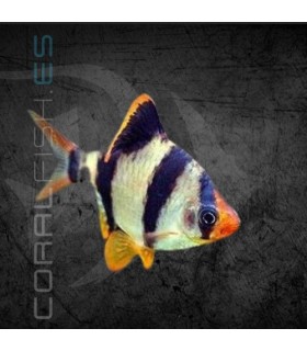 Barbo Tetrazona 3-3.5 cm | Puntius tetrazona