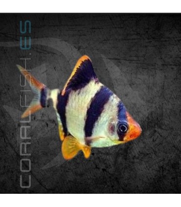 Barbo Tetrazona 3-3.5 cm | Puntius tetrazona