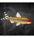 Borrachito 3-3.5 cm | Hemigramus rhodostomus